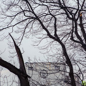 Зима прощается с Владивостоком дождем и весенним туманом