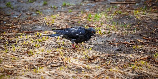 Во второй половине недели в Приморье пройдут дожди