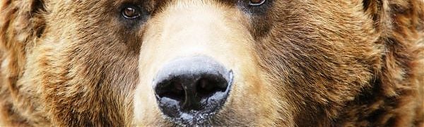 Мужчина побил бурого медведя в зоопарке (ВИДЕО)