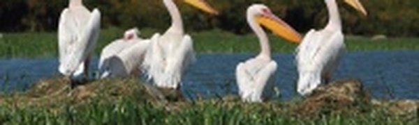 Морозы в Европе вынуждают птиц мигрировать дальше на юг