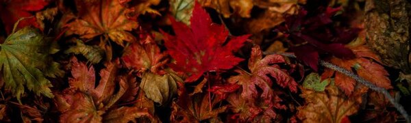 На юге Приморья наблюдается высокий класс пожарной опасности