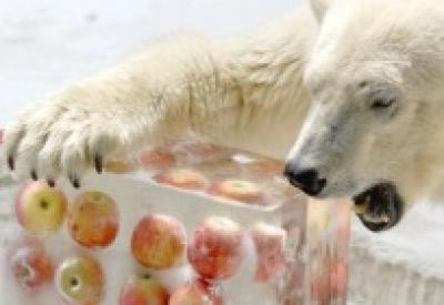 Ледяное лакомство спасает полярного медведя