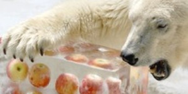 Ледяное лакомство спасает полярного медведя