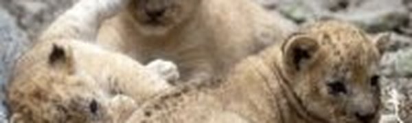 В зоопарке Санта-Фе подрастают львята