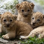 В зоопарке Санта-Фе подрастают львята