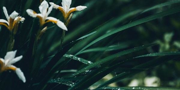 Начало июля в Приморье будет дождливым