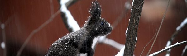 В Болгарии из-за снегопадов объявлен красный уровень опасности