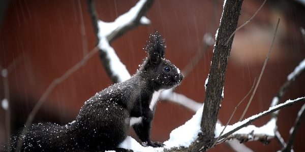 В Болгарии из-за снегопадов объявлен красный уровень опасности