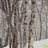 Вчера во Владивостоке выпало 4 мм осадков