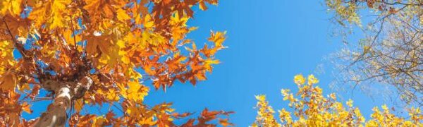 В Гидрометцентре рассказали, какой будет погода осенью