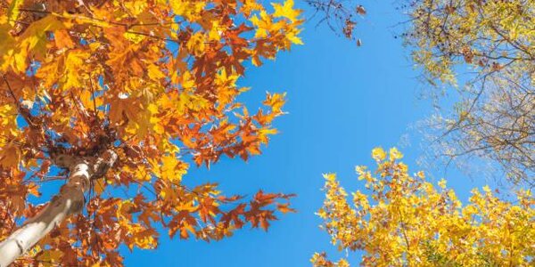 В Гидрометцентре рассказали, какой будет погода осенью