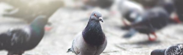 В Магадане запретили кормить голубей