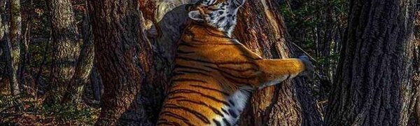 Изображение тигра из Приморья стало лучшим фото дикой природы-2020
