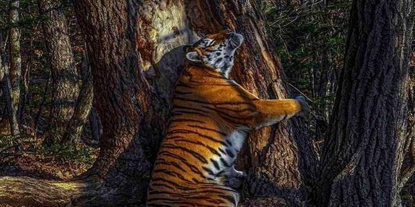 Изображение тигра из Приморья стало лучшим фото дикой природы-2020
