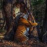 Изображение тигра из Приморья стало лучшим фото дикой природы-2020