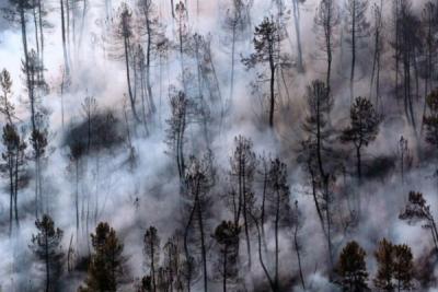 Лесные пожары в Приморье