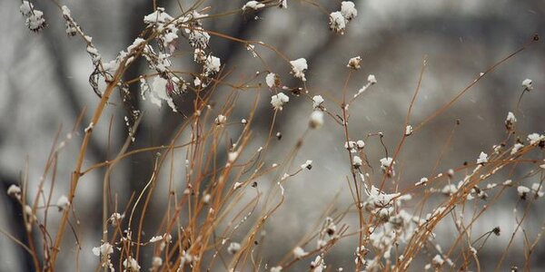 Местами небольшой снег: прогноз погоды в Приморье на 22 января