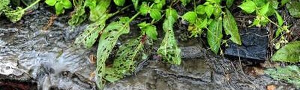 Стали известны районы Приморья, которые попадут под наибольшее влияние тайфуна «Бави»