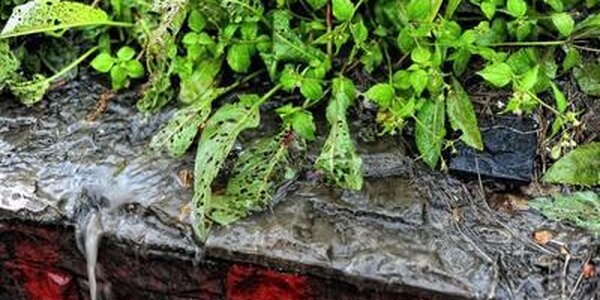 Стали известны районы Приморья, которые попадут под наибольшее влияние тайфуна «Бави»