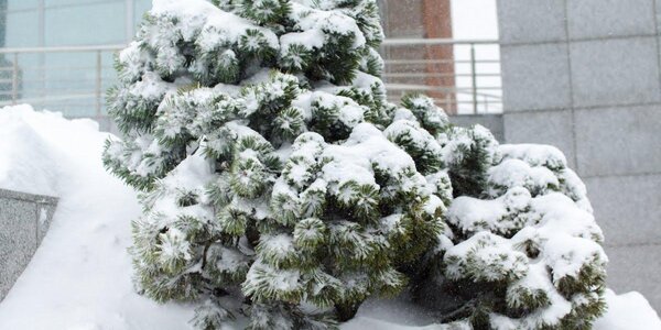 Какая погода ожидается в Приморье после прохождения циклона