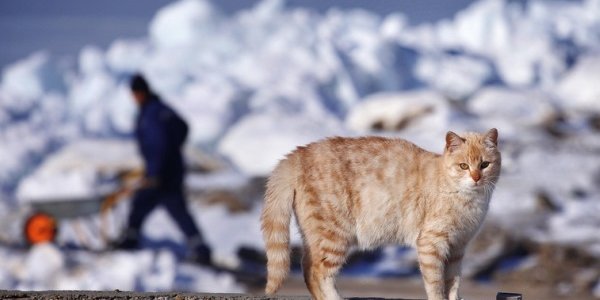 После морозной ночи в пятницу Приморье ожидает весеннее потепление