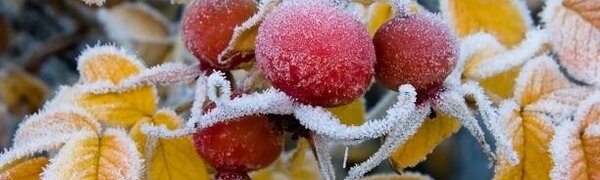 Синоптики рассказали, где сегодня на Дальнем Востоке может выпасть снег