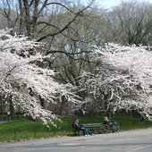 В Нью-Йорке деревья расцвели раньше срока