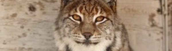 Из зоопарка Южно-Сахалинска сбежала рысь