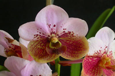 Филиппины объявили своим вторым национальным цветком орхидею