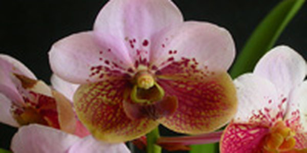 Филиппины объявили своим вторым национальным цветком орхидею