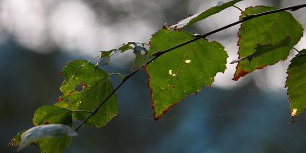 На следующей неделе ночные заморозки охватят большую часть Приморья