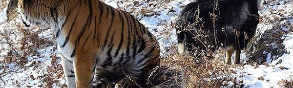 Про козла Тимура и тигра Амура предложили снять мультфильм