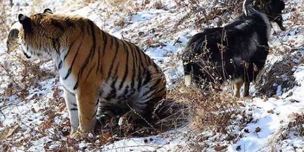 Про козла Тимура и тигра Амура предложили снять мультфильм