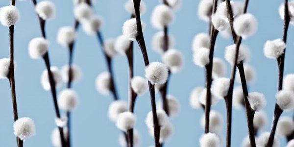 В Москве зацвела верба и растаяла главная ледяная горка