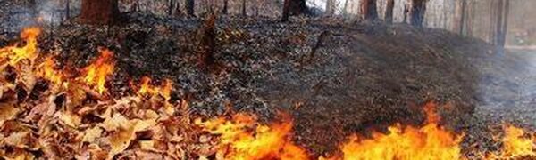 На следующей неделе в Приморье увеличится территория с высоким классом пожароопасности леса