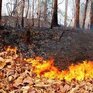 Высокие температуры и сильный ветер ухудшают ситуацию с лесными пожарами в Приморье