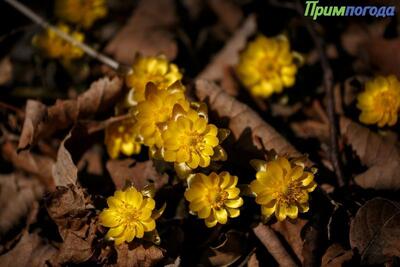 Выходные в Приморье порадуют теплой погодой