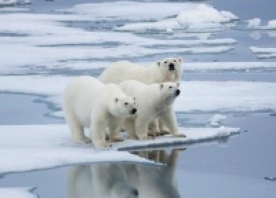 Таяние полярных льдов достигло рекордного значения