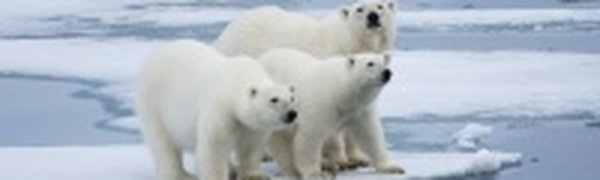 Таяние полярных льдов достигло рекордного значения