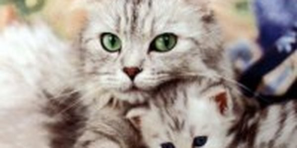 Музейная «Республика кошек» появится в Петербурге