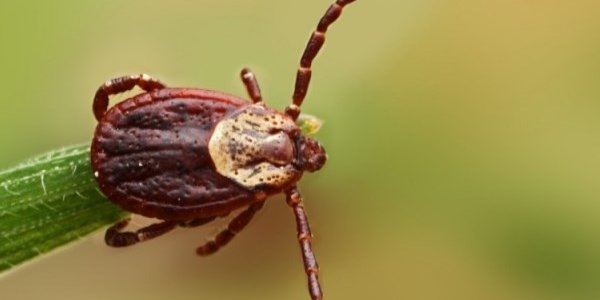 В Приморье активизировались клещи