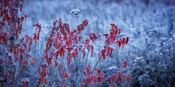 Похолодание придет в Приморье в пятницу