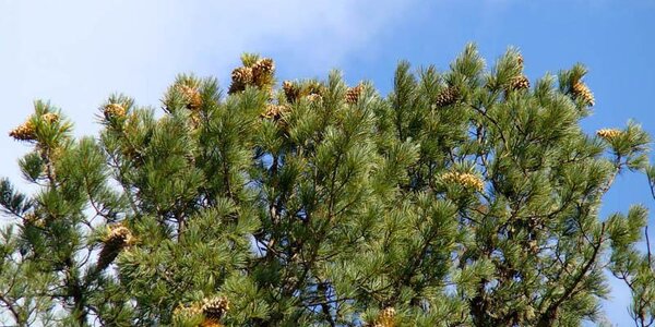 Хорошая погода порадует жителей Приморья в воскресенье