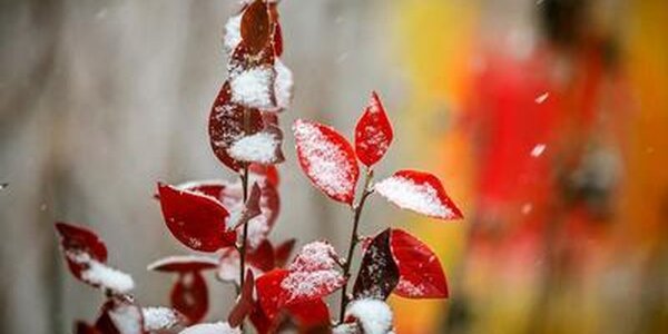 Пятница в Приморье станет самым прохладным днем с начала осени, местами появится временный снежный покров