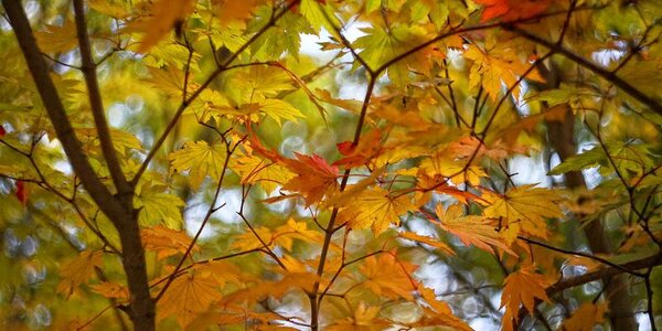 Температурный фон в Приморье значительно выше нормы