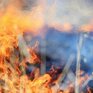 За три дня в Приморье выгорело 260 га леса из-за тёплой и сухой погоды