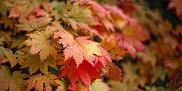 Погода без осадков ожидается во Владивостоке в четверг