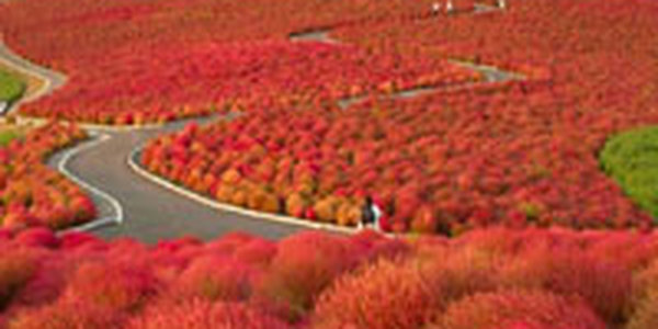Волшебный парк в Японии