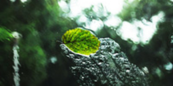 Приморье празднует в тумане