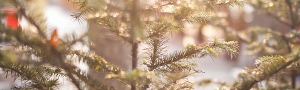 На следующей неделе в Приморье продолжится потепление